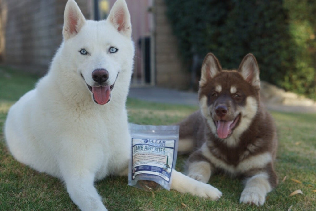 Kiera & Kuma -  Huskies - Clear Conscience Pet