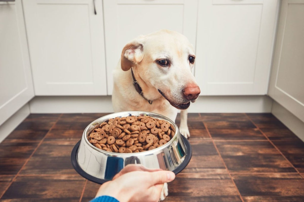 The Top 11 Causes of Picky Eating in Dogs - Clear Conscience Pet