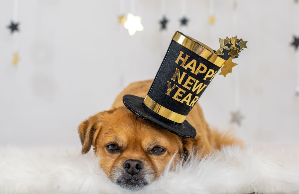 14 New Year’s Resolutions for a Healthier and Happier Dog in 2023 - Clear Conscience Pet