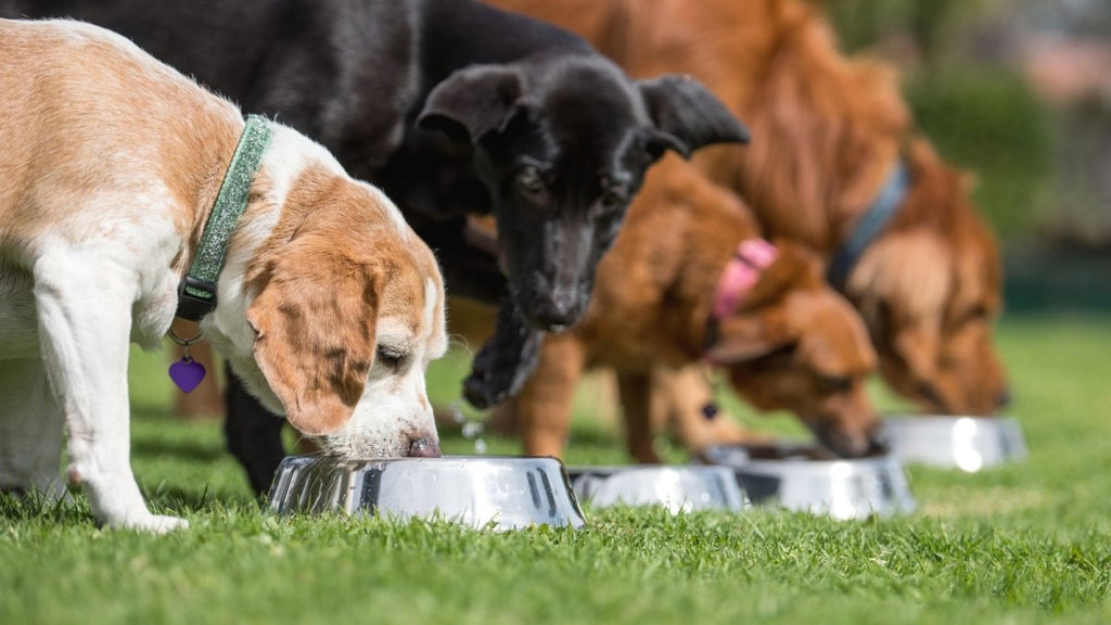 Bringing Joy to Dogs through Nutrition - Clear Conscience Pet