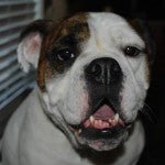 FeedingFidoandFluffy.com – Special Pet Treats for Special Dogs - Clear Conscience Pet