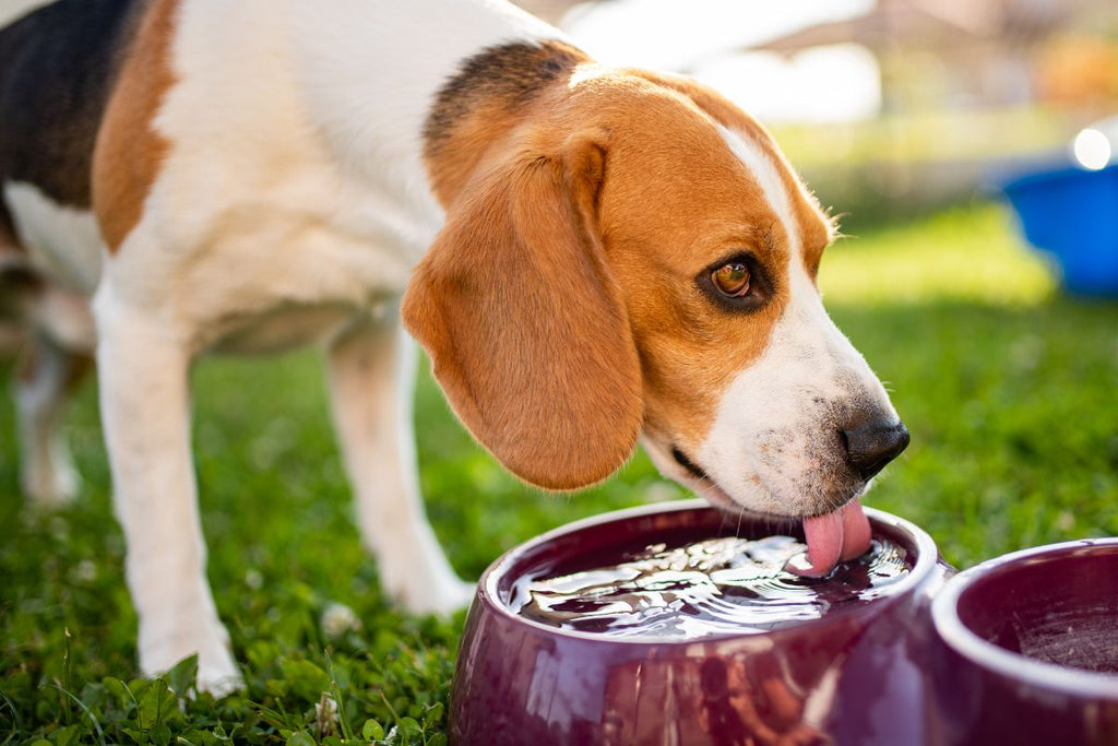 Is your dog a picky drinker? - Clear Conscience Pet