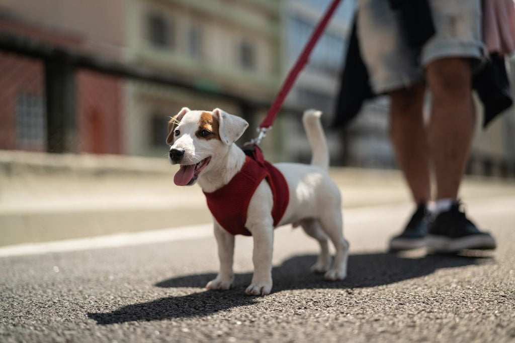 Keep Your Dogs Active & Healthy This Walk Your Pet Month (January 2025)! - Clear Conscience Pet