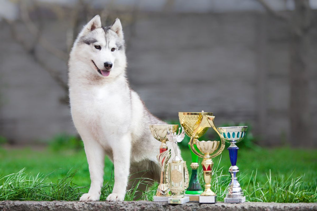 The Clear Conscience Pet Way: Healthy Joy with Purpose - Clear Conscience Pet