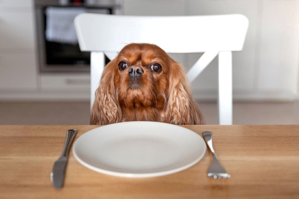 The Truth About Frozen and Freeze-Dried Raw Pet Foods - Clear Conscience Pet
